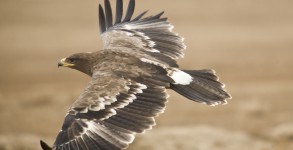 The Steppe Eagle
