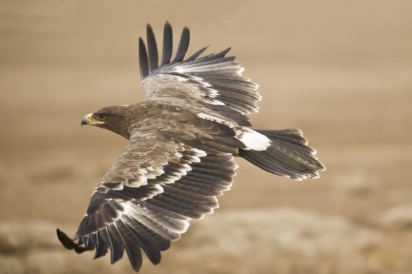 Bird Watching In Oregon: The Malheur National Wildlife Refuge