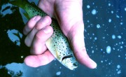 Winter Fly Fishing In Oregon: How Not To Strike Out