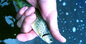 fly-fishing-oregon-in-winter